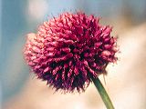 allium_sphaerocephalon_1c