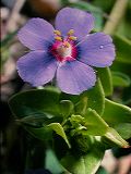 anagallis_arvense_4