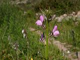 antirrhinum_orontium__