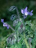 borago_officinalis