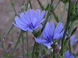 cichorium_intybus1b