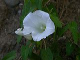 convolvulus_sp.