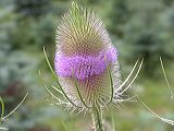 dipsacus_silvestris