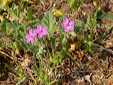 erodium_malacoides_