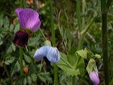 lathyrus_sp.6