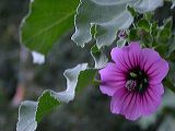 lavatera_erborea_1