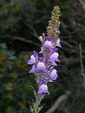 linaria_capraia