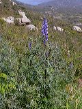 lupinus_angustifolius1b