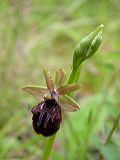 ophrys_sphegodes_2