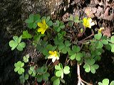 oxalis_pes-caprae