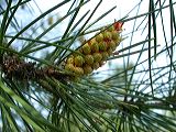 pinus_pinaster_mannl.