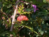 pistacia_lentiscus__gallen_