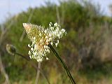 plantago_sp.