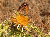 pyronia_ceciliacarlina_cory
