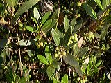 quercus_ilex