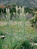 reseda_lutea_