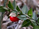 ruscus_aculeats