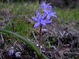 scilla_bifolia_2