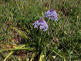 scilla_peruviana_1