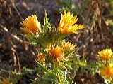 scolymus_hispanicus_1