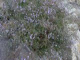 statice_limonium