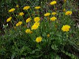 taraxacum_sp.