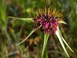 tragopogon_porrifolius