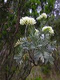 trifolium_arboreum_1