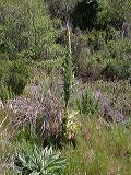 verbascum_thapsus_1