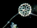 radiophrys_sp._1a