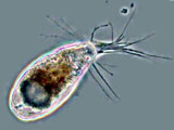 Freshwater and other micro-organisms from Germany: Protists (Protozoa ...